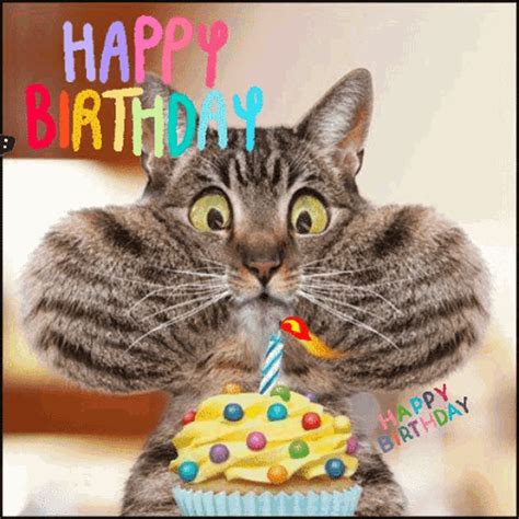 happy birthday cat gif|happy birthday gifs cats singing.